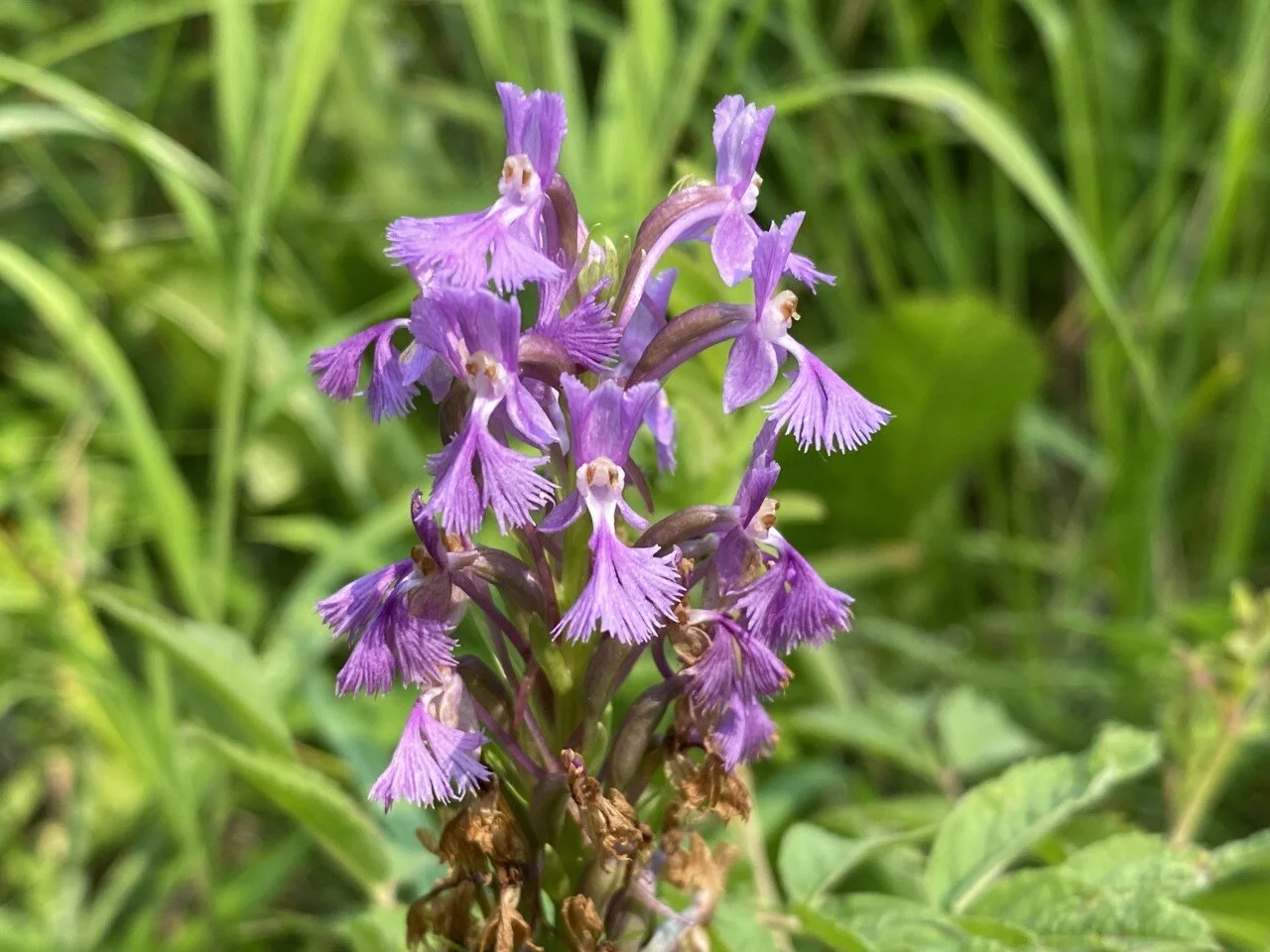 Profile 55: Sax-Zim Bog is ALIVE with biodiversity! — Iron Range